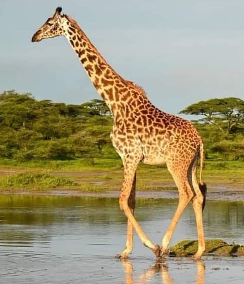 Tanzania Safaris